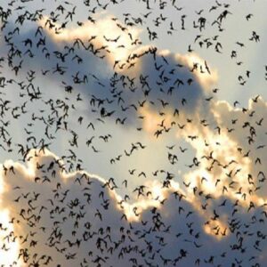 Bats: Every Gardeners Best Friend, Part 1 Image